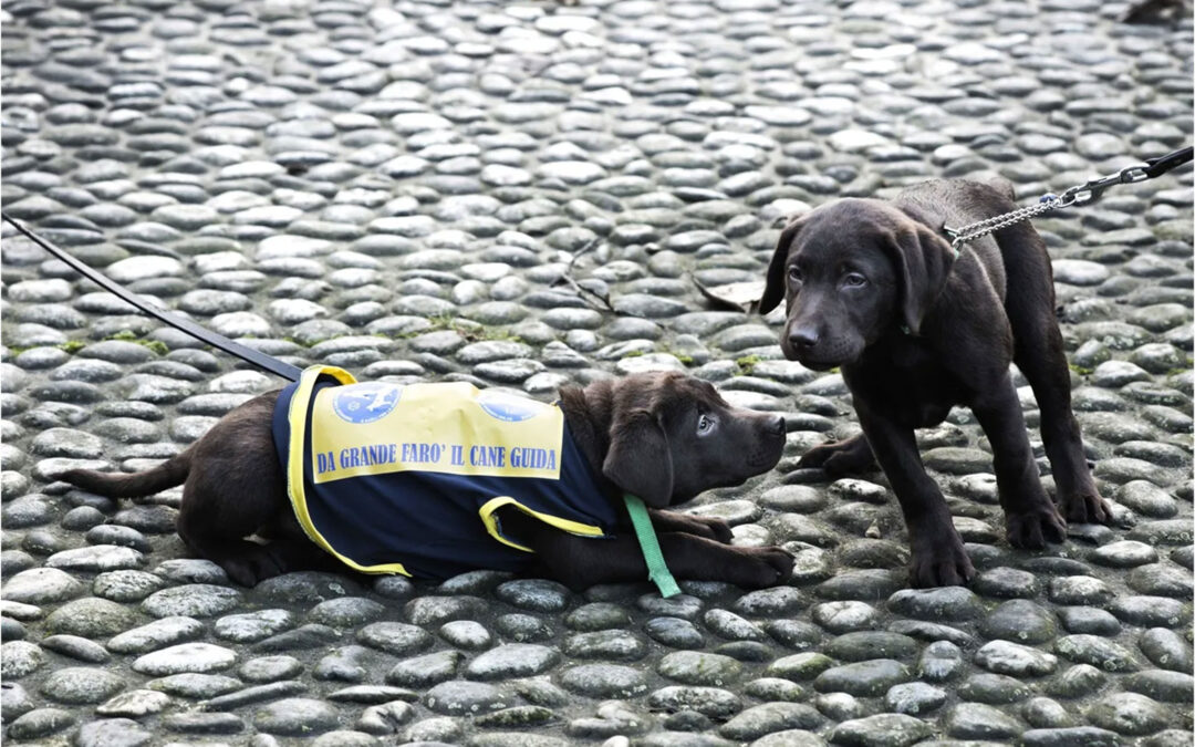 Servizio Cani Guida dei Lions – Ente Morale